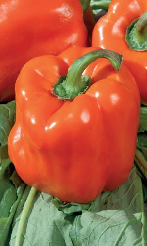 Перец ПОЛКОВНИК