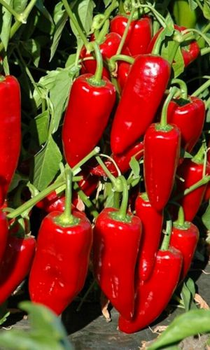 Перец РАННИЙ КОНСЕРВНЫЙ 76/68