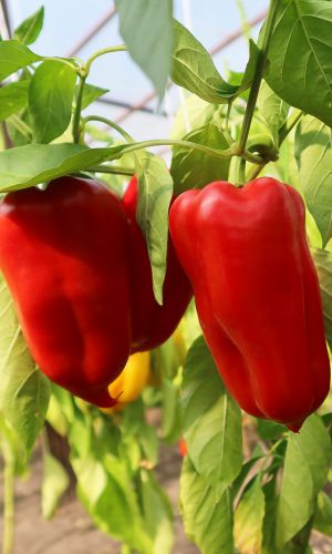 Перец САНЬКИНА ЛЮБОВЬ F1