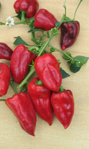 Перец СИБИРСКИЙ КНЯЗЬ