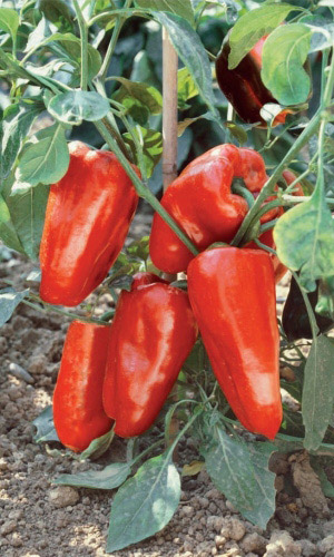 Перец СУЛТАН