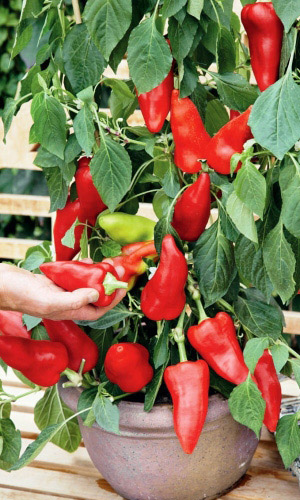 Перец ВЕНТИ