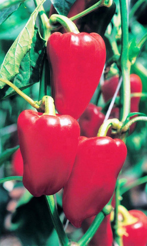 Перец ВИКИНГ &mdash; Не трескается кожица! Для фаршировки один из самых лучших!