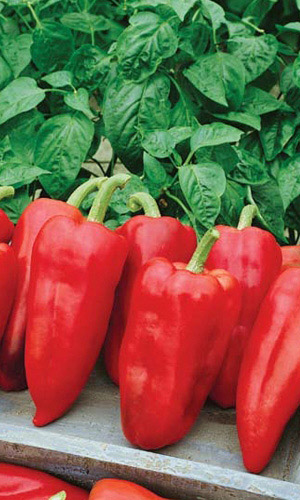 Перец ЗДОРОВЬЕ