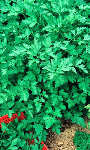 Петрушка листовая ГИГАНТЕЛЛА
