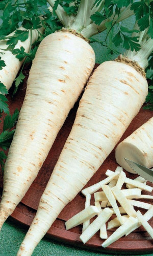 Петрушка корневая ГЕНЕРАЛЬСКАЯ