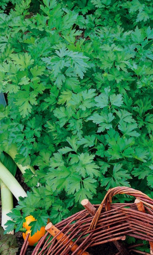 Петрушка листовая МАЛАХИТОВЫЙ ТИТАН