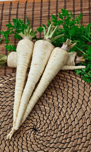 Петрушка УНИВЕРСАЛЬНАЯ