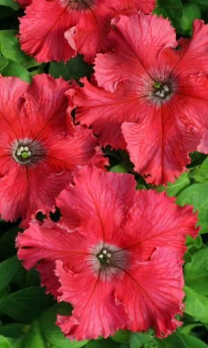 Петуния АФРОДИТА РОЗОВАЯ бахромчатая