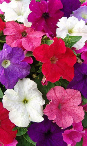 Петуния УНИКУМ смесь