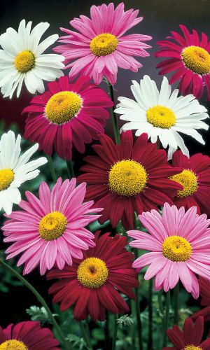 Пиретрум ЦАРСКИЙ БУКЕТ