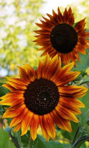 Подсолнечник БРОНЗОВЫЙ КОРОЛЬ