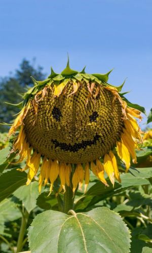 Подсолнечник ДИВО ДИВНОЕ &mdash; Кондитерский, крупноплодный сорт!