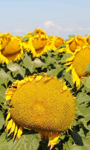 Подсолнечник СКОРОСПЕЛЫЙ