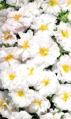 Портулак ПЕРВЫЙ СНЕГ