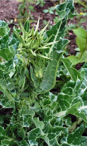 Расторопша ДЕБЮТ &mdash; Незаменим для печени, используют как овощ, листья и черешки замечательно идут в салат!