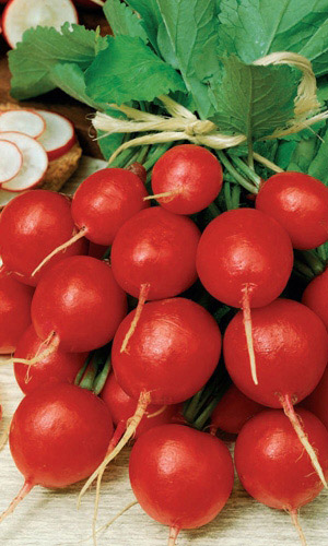 Редис АСКАНИЯ &mdash; Скороспелый, жаростойкий сорт! Не дрябнет и не стрелкуется! Всесезонный!