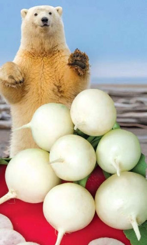 Редис БЕЛЫЙ ШАР