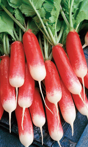 Редис ДАМСКИЙ