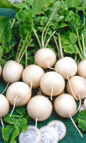 Редис ЭРТАПИШАР &mdash; Для северных регионов! Белоснежные корнеплоды изысканного вкуса! Устойчив к дряблению, хранится до 14 дней!