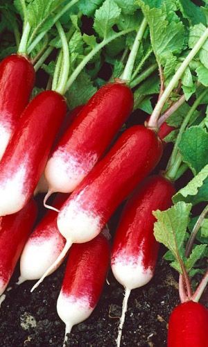 Редис ФРАНЦУЗСКИЙ ЗАВТРАК &mdash; Ранний сорт! Мякоть без горечи, сочная, отличного вкуса!
