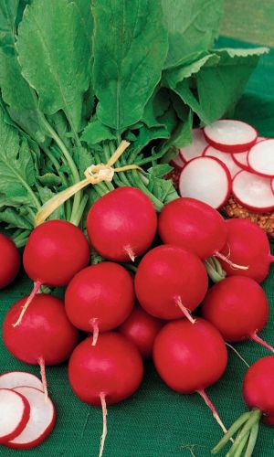 Редис КРАСА АЛТАЯ &mdash; Раннеспелый! Теневыносливый! В холодильнике хранится до 30 дней! Сибирская селекция!