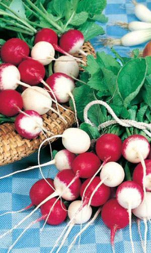 Редис КРАСНОЕ И БЕЛОЕ