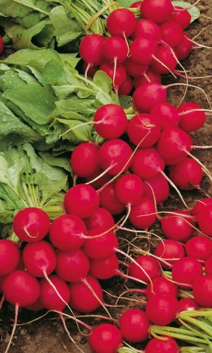 Редис КРОШКА-ОКРОШКА