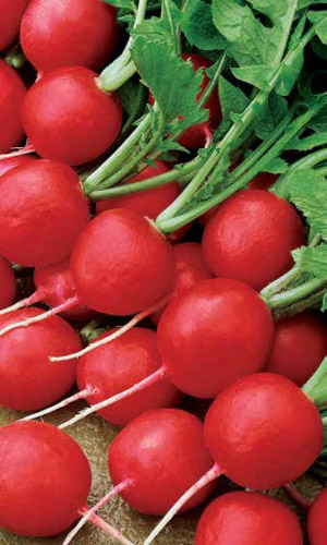 Редис САХАРНЫЙ ГИГАНТ