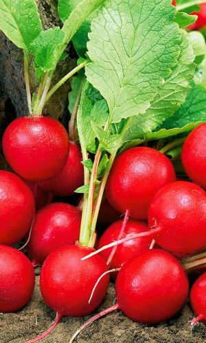 Редис ШУСТРЁНОК F1