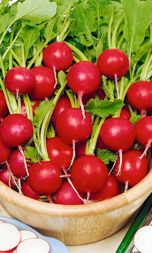 Редис СНЕГИРЁК