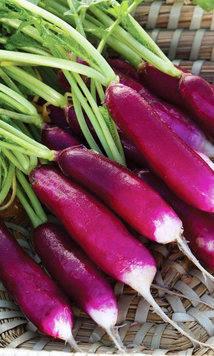 Редис ВЕДЬМИНЫ ПАЛЬЦЫ &mdash; Редкая окраска! Без горечи и пустот! Не стрелкуется!