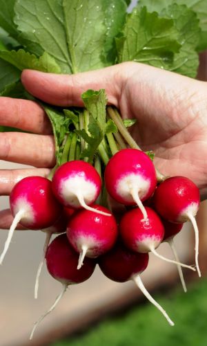 Редис ЗАРНИЦА &mdash; Высокопродуктивный среднеспелый сорт! Отличается дружной отдачей урожая! Без горечи! Устойчив к цветушности!