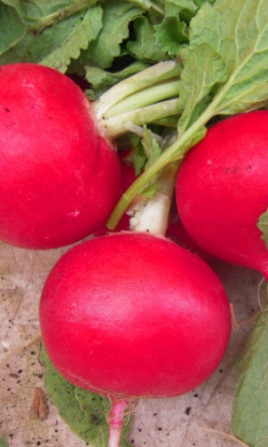 Редька БАРЫНЯ