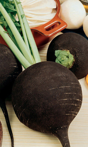 Редька НОЧКА