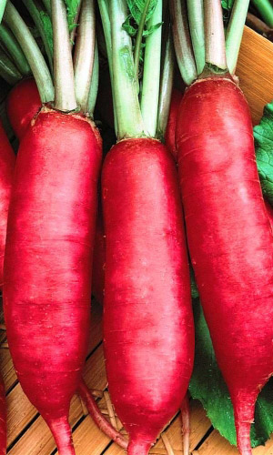 Редька ЗАРЕВО