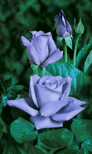 Роза КОРОЛЕВСКИЙ РАЗМЕР СИРЕНЕВО-ГОЛУБАЯ