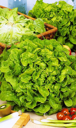 Салат БОГАТАЯ ГРЯДКА &mdash; Совершенно не горчит! Чемпион по содержанию витаминов! Листья тонкие, хрустящие, сочные!