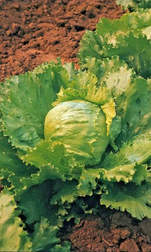 Салат ХРУСТЯЩИЙ ШЕДЕВР