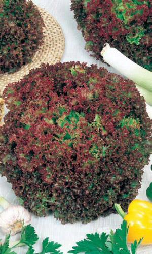 Салат ЛОЛЛО РОССА