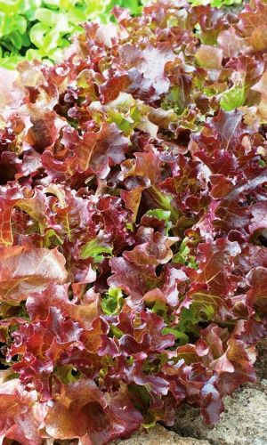 Салат РУБИН