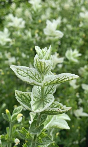 Сальвия хорминумовая БЕЛЫЙ МРАМОР