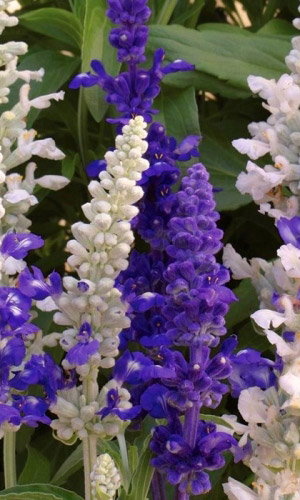 Сальвия мучнистая МОРСКОЙ ПЕЙЗАЖ