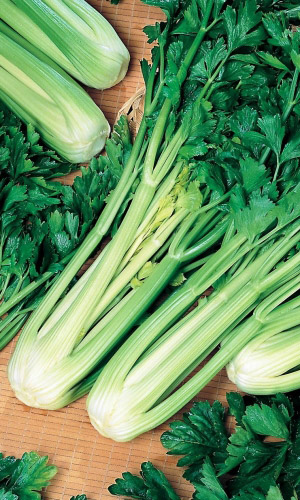 Сельдерей черешковый АТЛАНТ
