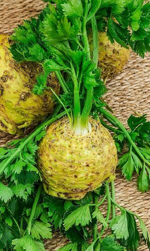 Сельдерей корневой ЯБЛОЧНЫЙ