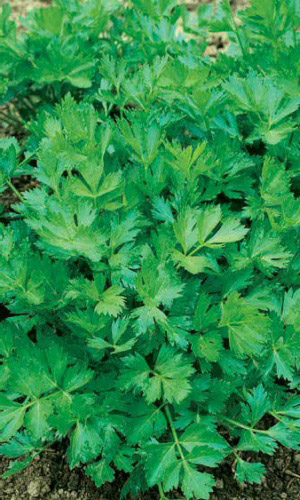 Сельдерей листовой ЗАХАР