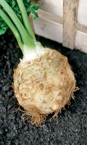 Сельдерей корневой ПОЛКОВНИК