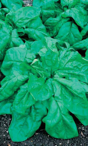 Шпинат ЖИРНОЛИСТНЫЙ