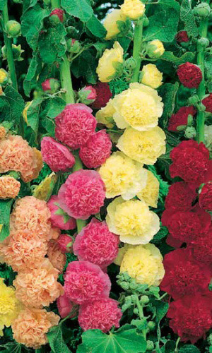 Шток-роза КАРНАВАЛ смесь