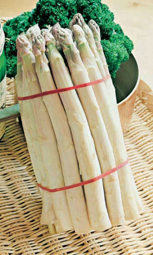 Спаржа АРЖЕНТЕЛЬСКАЯ &mdash; Многолетний деликатесный овощ!